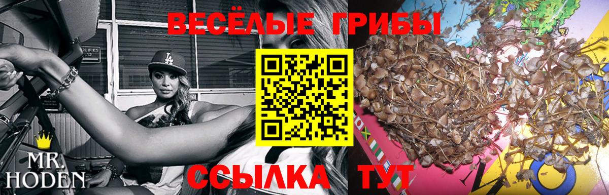 Новошахтинск  Псилоцибиновые грибы Cubensis  Псилоцибиновые грибы MAGIC MUSHROOMS  Вход с VPN 